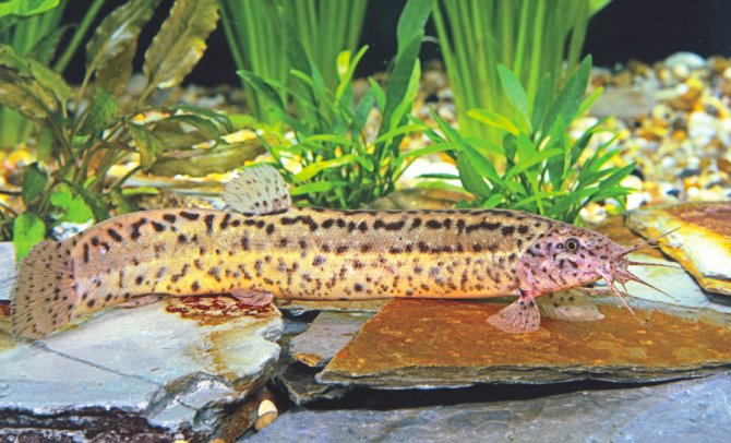 Weather Loaches