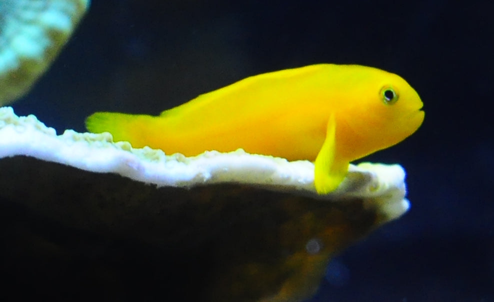 Yellow Goby