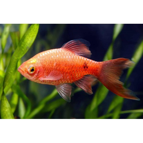 Black Fin Rosy Barb