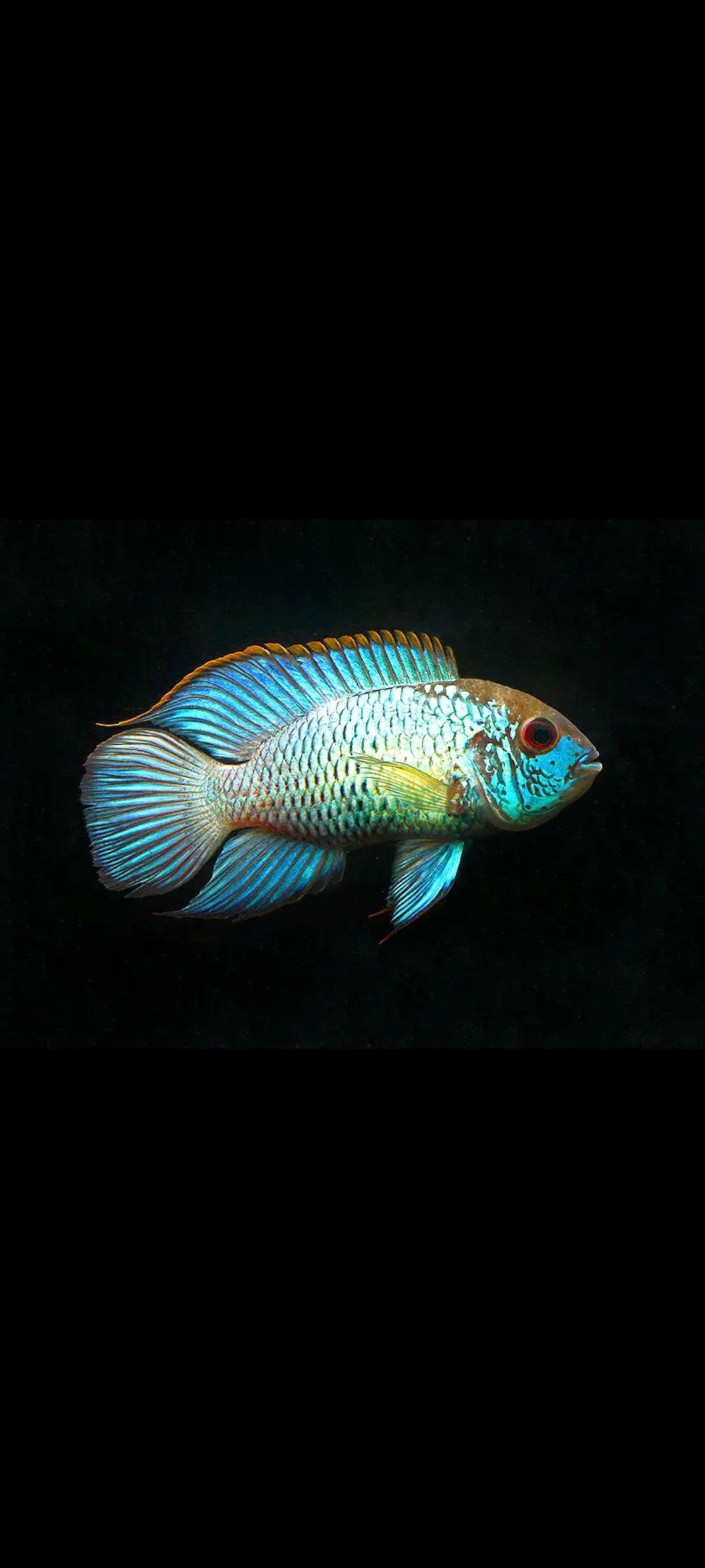 Electric Blue Acara