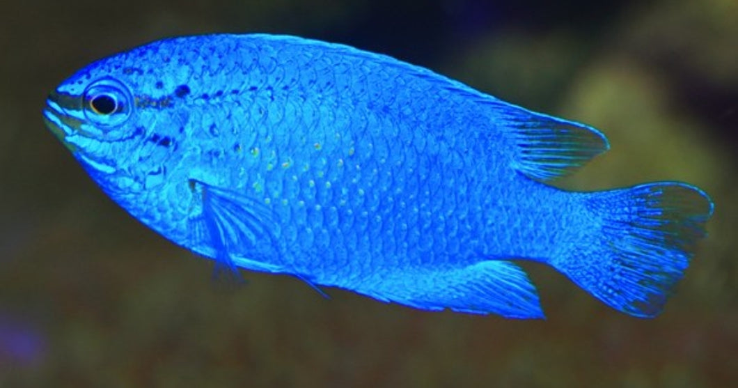 Sky Blue Damsel
