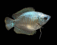 Load image into Gallery viewer, Dwarf Gourami
