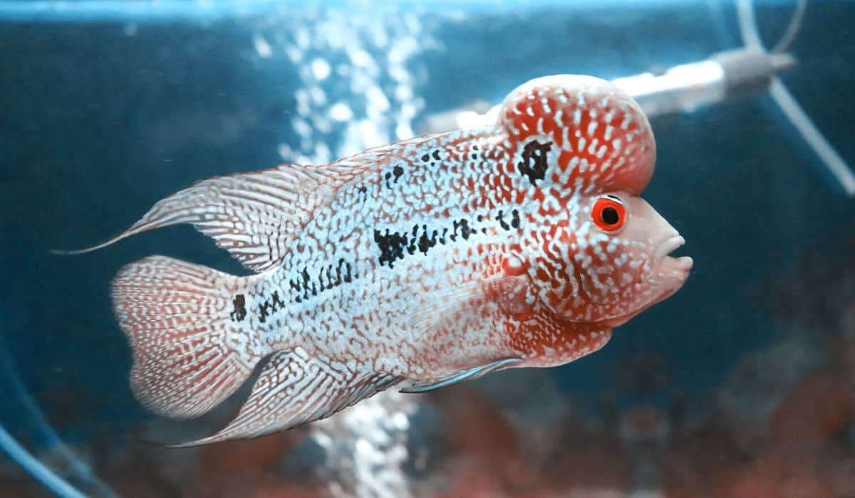 Flowerhorn 2025 fish maintenance