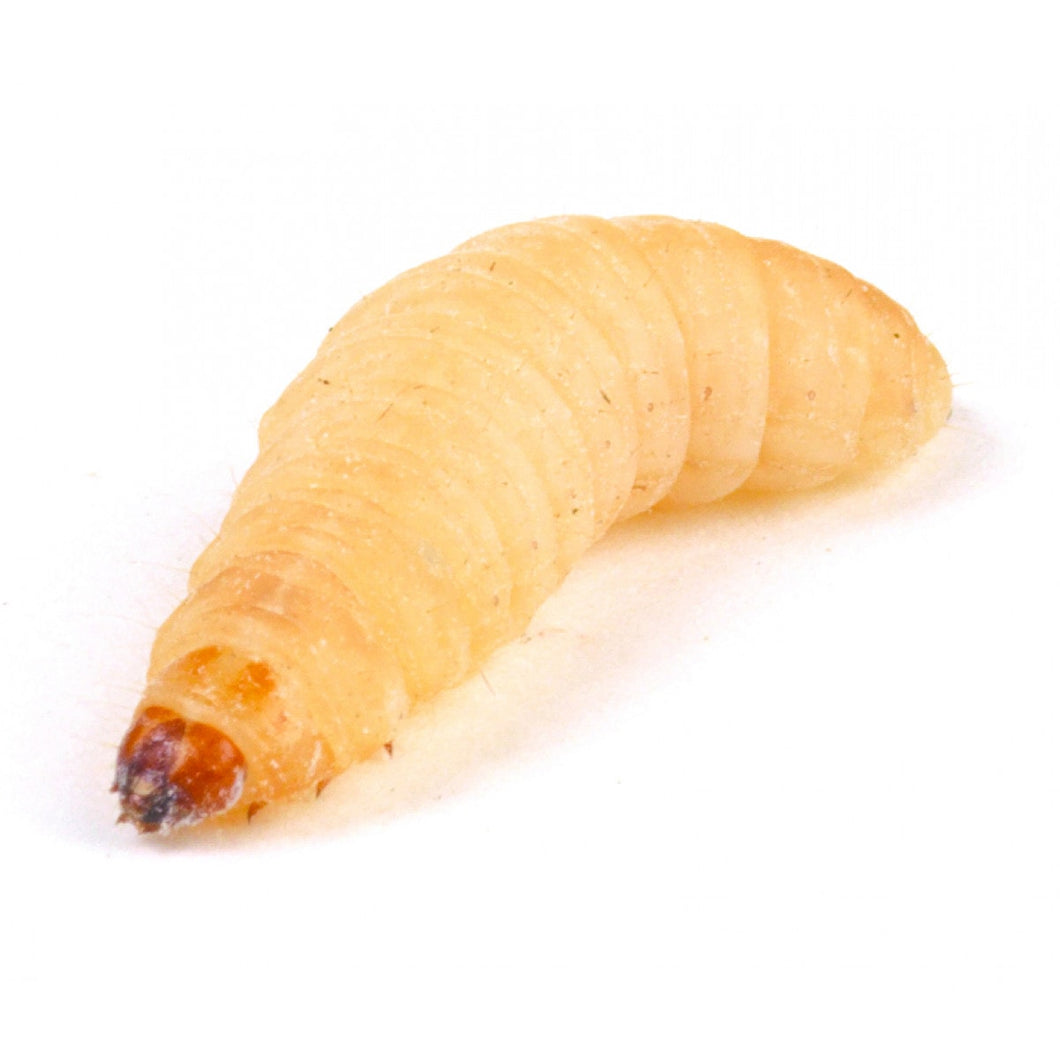 Live Food Waxworm