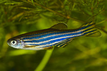 Load image into Gallery viewer, Assorted Danio
