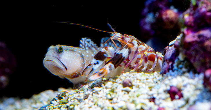 Shrimp/Goby Pair
