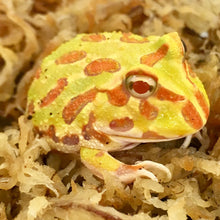 Load image into Gallery viewer, Argentinian Horned Frog CB
