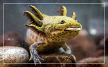 Load image into Gallery viewer, Assorted Axolotl

