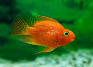 Red Parrot Fish