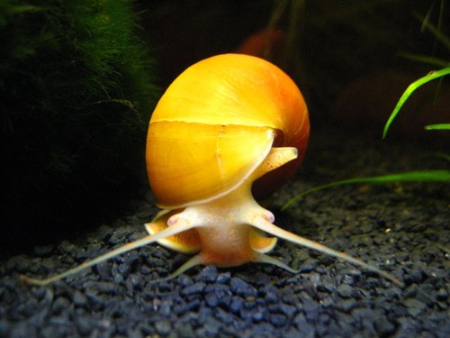 Apple Snails