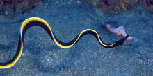 Load image into Gallery viewer, Ribbon Eel
