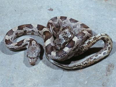 Black Rat Snake CB20 M