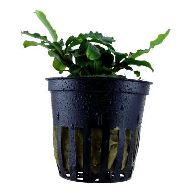 Bucephalandra 'Wavy Green'