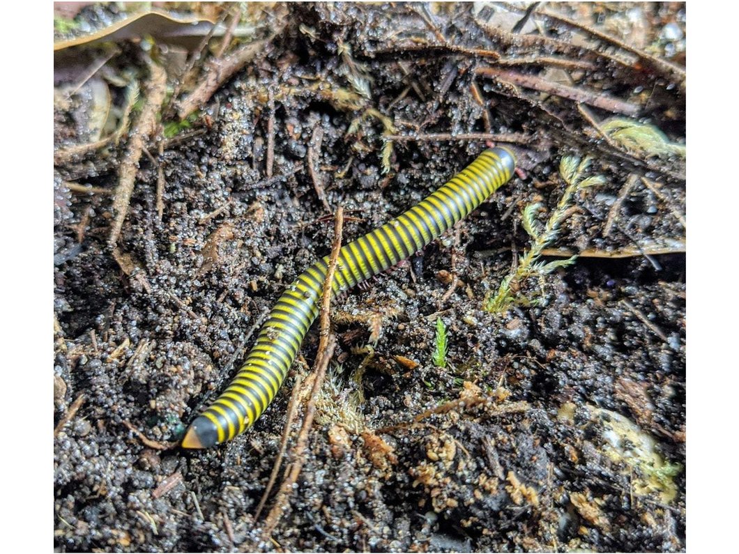 Bumblebee Millipede CB