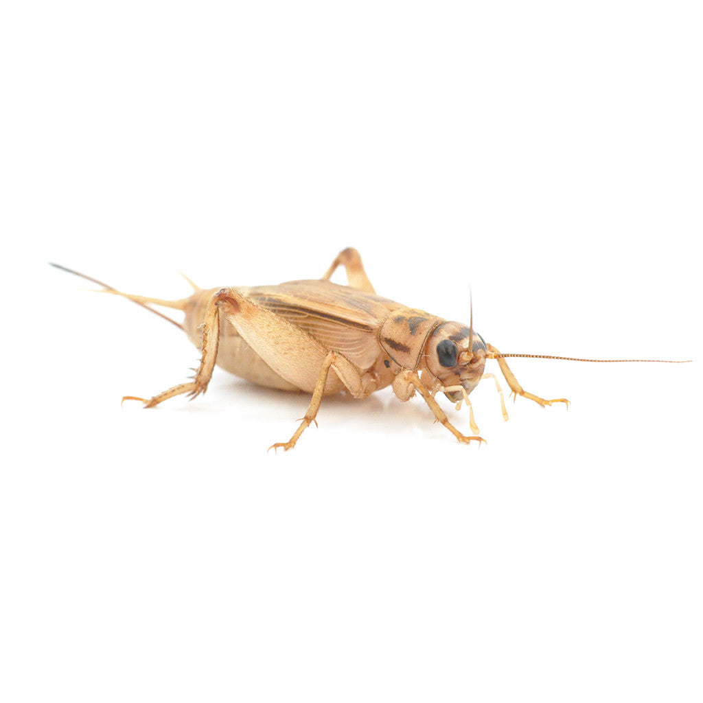 Live Food Standard Brown Cricket