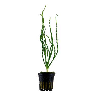Chlorophytum bichetti