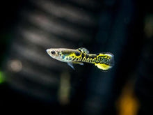 Load image into Gallery viewer, Male Endler Guppies
