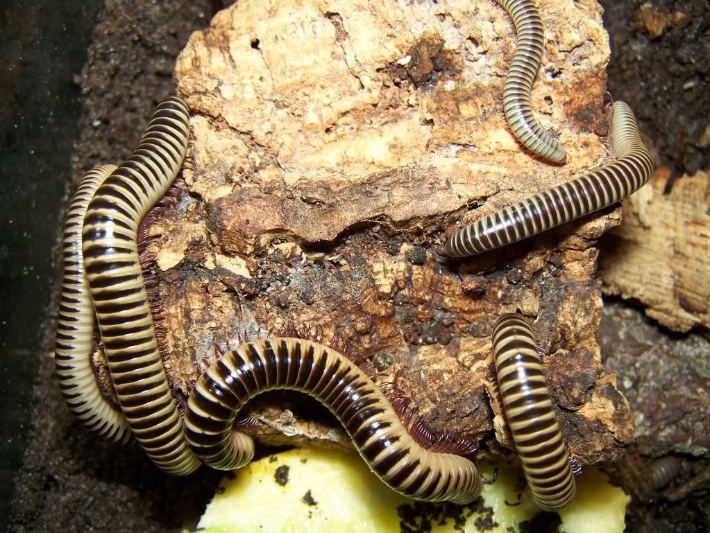 Florida Ivory Millipede CB