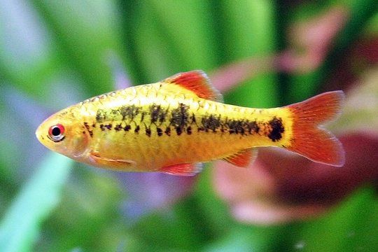Golden Barb