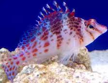Longnose Hawkfish