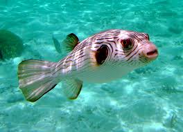 Narrow Lined Puffer Fish