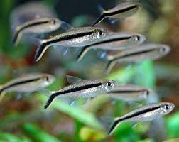 Penguin Tetra
