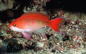 Bleeding Heart Anthias