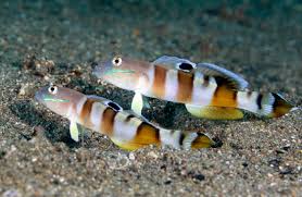 Tiger Watchman Goby