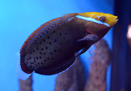 Clown Wrasse Formosa
