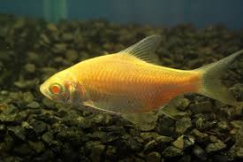 Tinfoil Barb