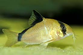 Metae Corydoras