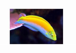 Yellow Silver Belly Wrasse