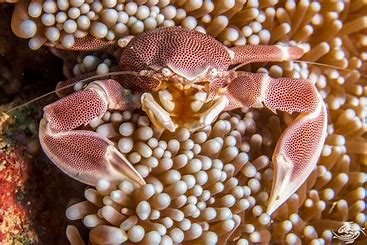 Anemone Crab
