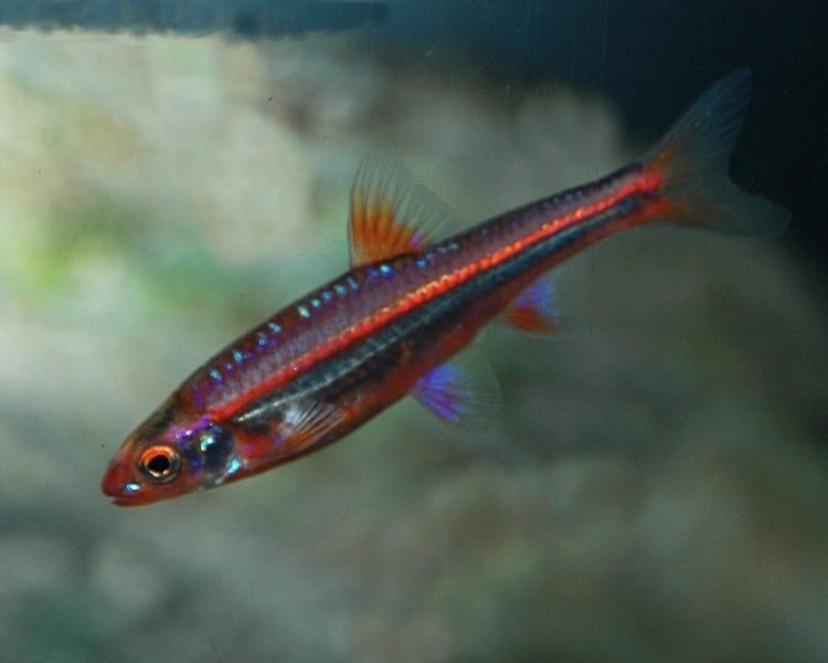 Electric Blue Dace