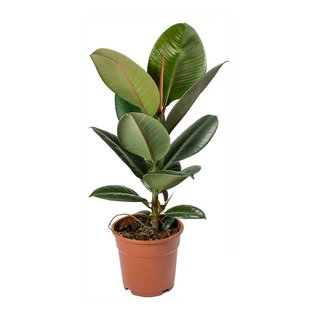 Live Plant Rubber Fig