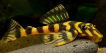 Load image into Gallery viewer, L52 Clown Pleco
