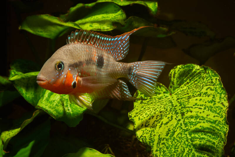 Firemouth Cichlid