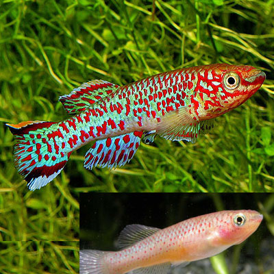 Blue Lyretail Killifish