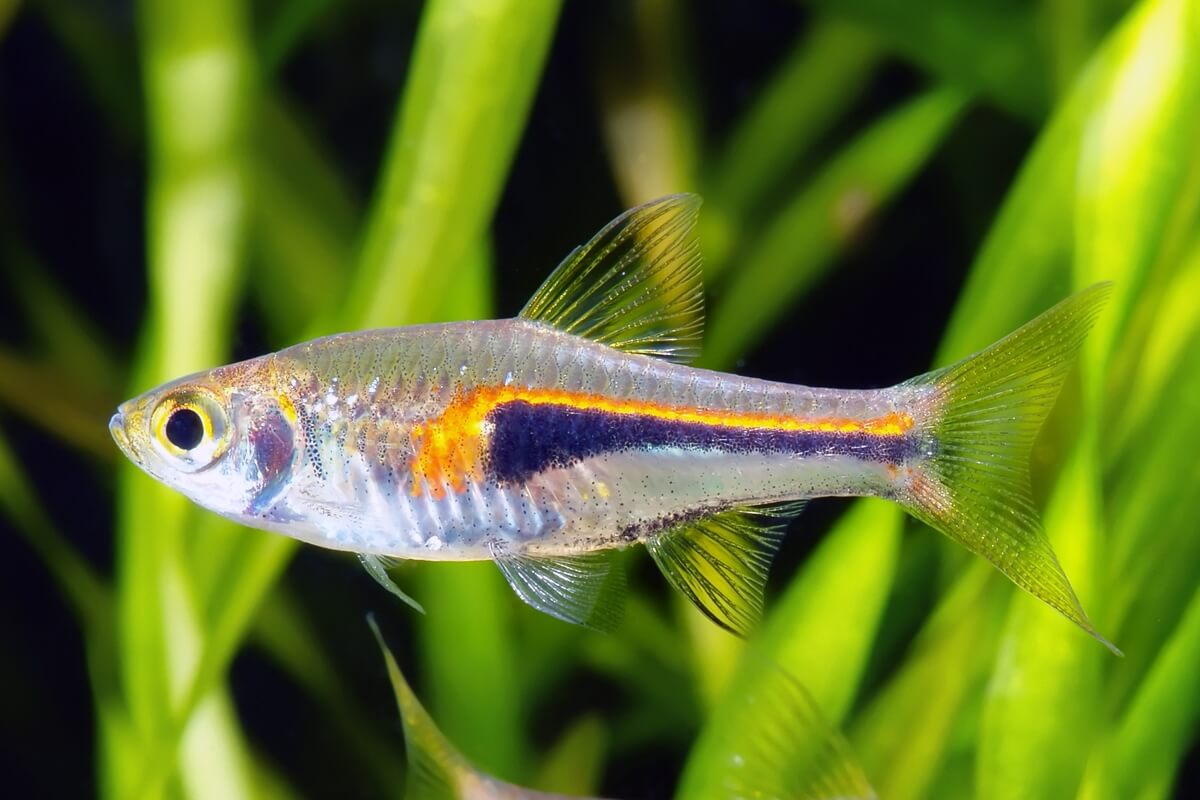 Glowlight Rasbora – PASS Aquatics & Reptiles