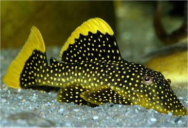 Golden Nugget Pleco