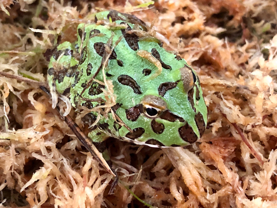 Argentinian Horned Frog CB