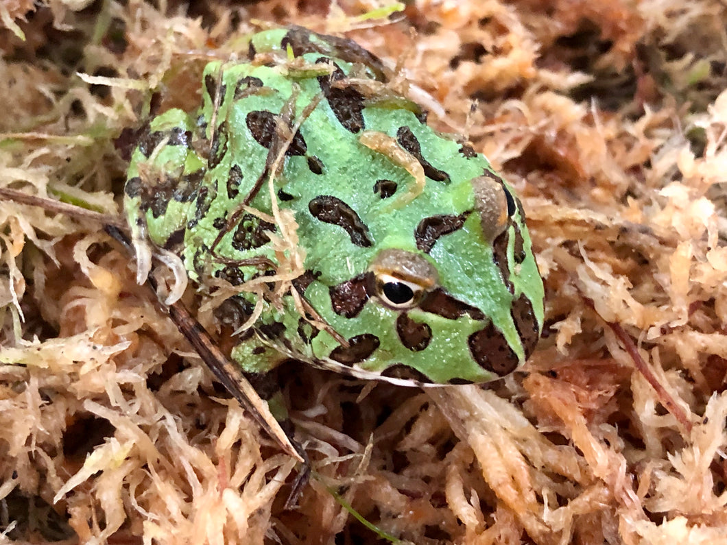 Argentinian Horned Frog CB21