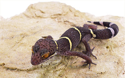 Hainen Cave Gecko CB20 M