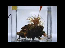 Load and play video in Gallery viewer, Red Sea Aiptasia-X 60ml

