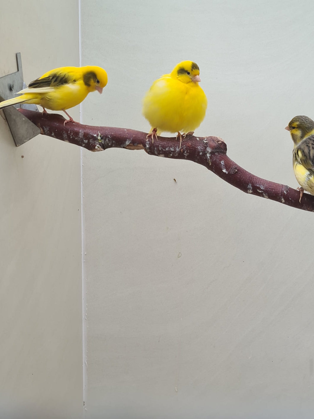 Canary Assorted