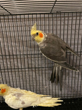 Load image into Gallery viewer, Cockatiel Assorted
