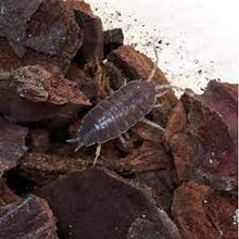 Load image into Gallery viewer, Tropical Wood Lice
