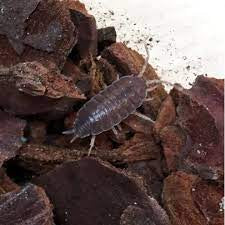 Tropical Wood Lice