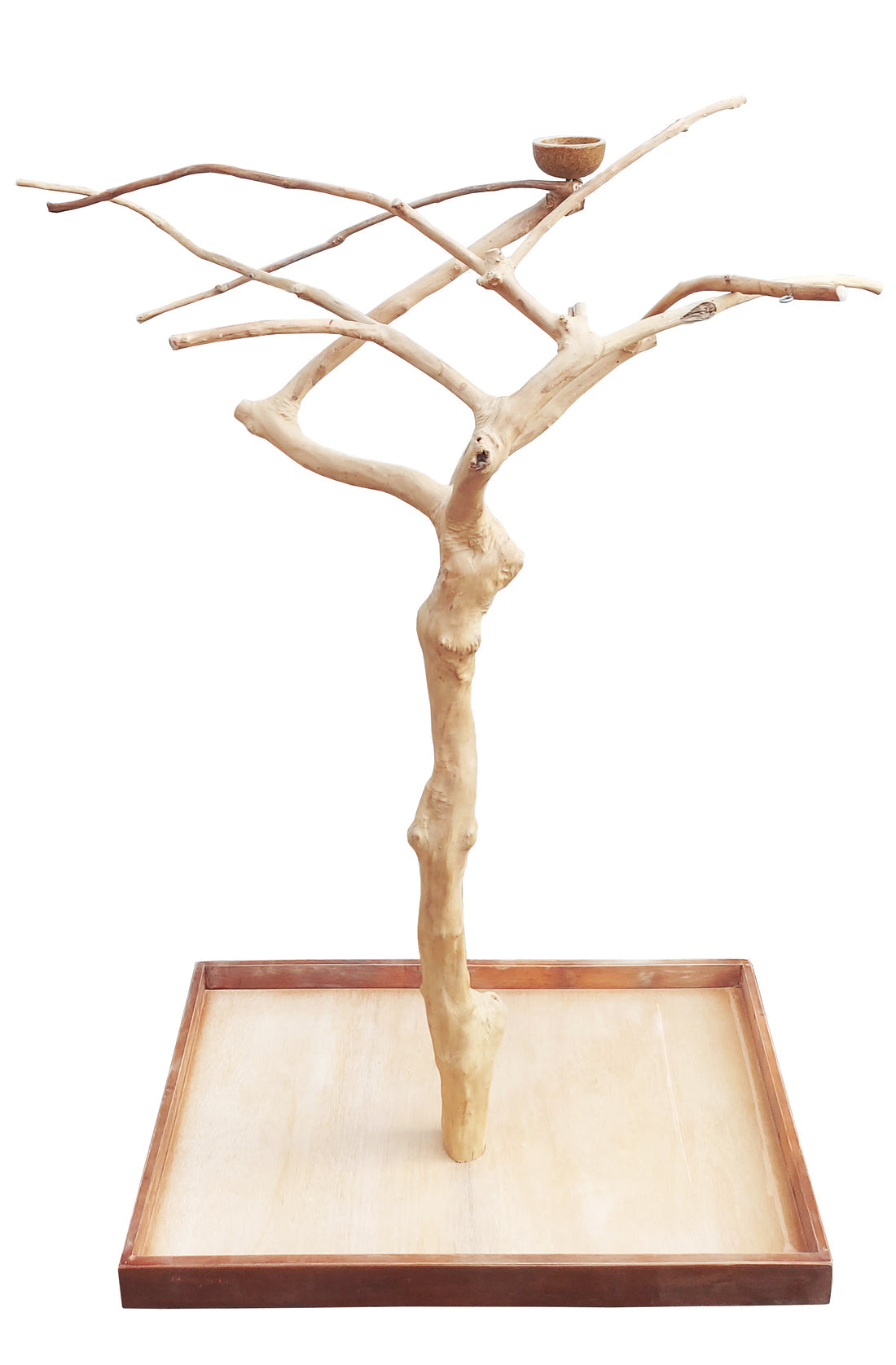 Java Tree – PASS Aquatics & Reptiles