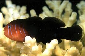 Red Coral Goby